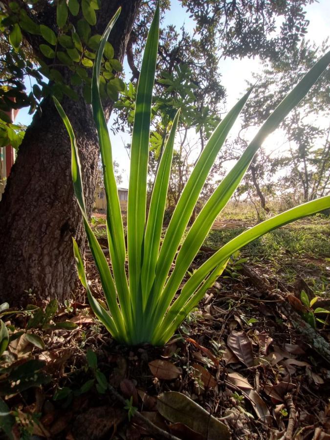 Chale Aconchegante, Pertinho Da Cidade E Conectada A Natureza Brezilya Dış mekan fotoğraf