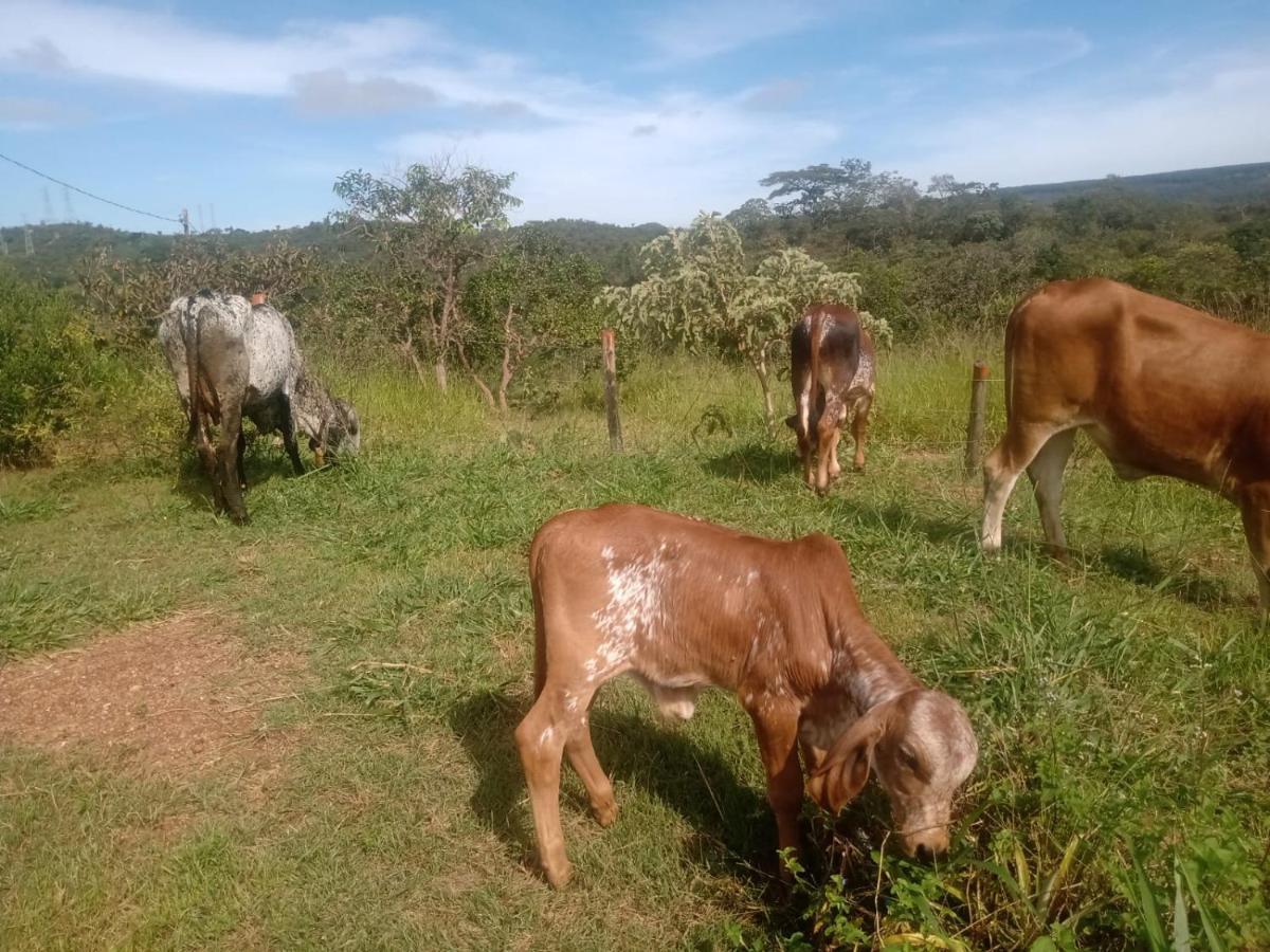 Chale Aconchegante, Pertinho Da Cidade E Conectada A Natureza Brezilya Dış mekan fotoğraf